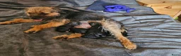 Border Terrier dogs for sale: SLEM clear KC Registered Border Terrier puppies  - Advert 1