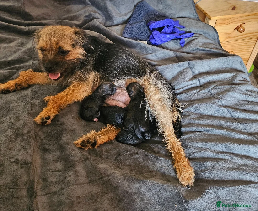 Border Terrier dogs for sale: SLEM clear KC Registered Border Terrier puppies  - Advert 1