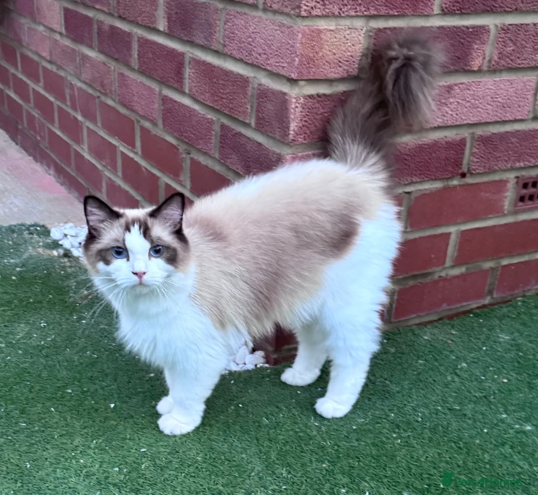 Ragdoll cats for sale: Beautiful TICA registered Ragdoll Kittens  - Advert 29