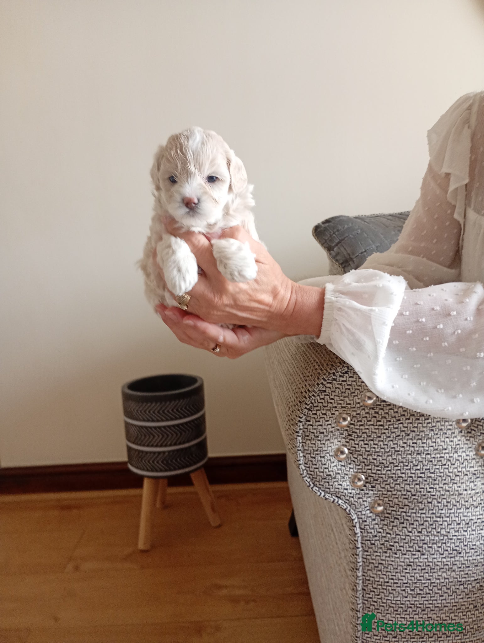 Maltipoo dogs for sale: Truly Outstanding Maltipoo Puppies in Hartlepool - Advert 1
