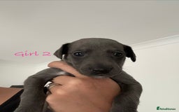 Whippet dogs for sale: KC Registered Whippet Puppies - Image 11