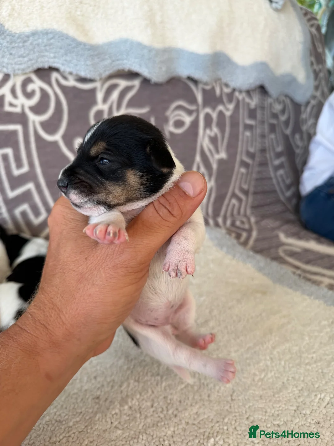 Jack Russell dogs for sale: Short legged Jack russells - Advert 30