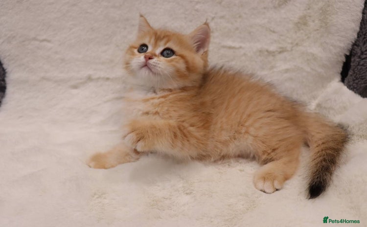 British Shorthair cats - Advert 11