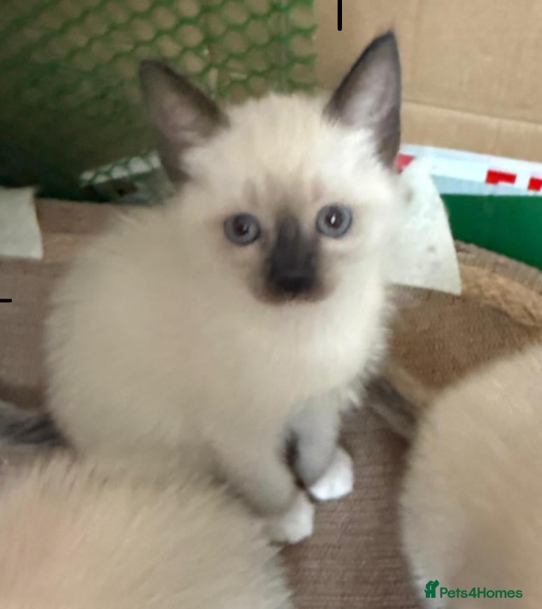 Siamese cats Siamese Old style Choco point crossed with Ragdoll - Advert 2