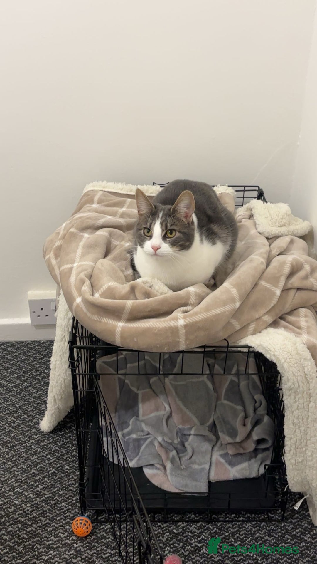 Mixed Breed cats for sale: *ADOPTION* 2 beautiful sisters  - Advert 3