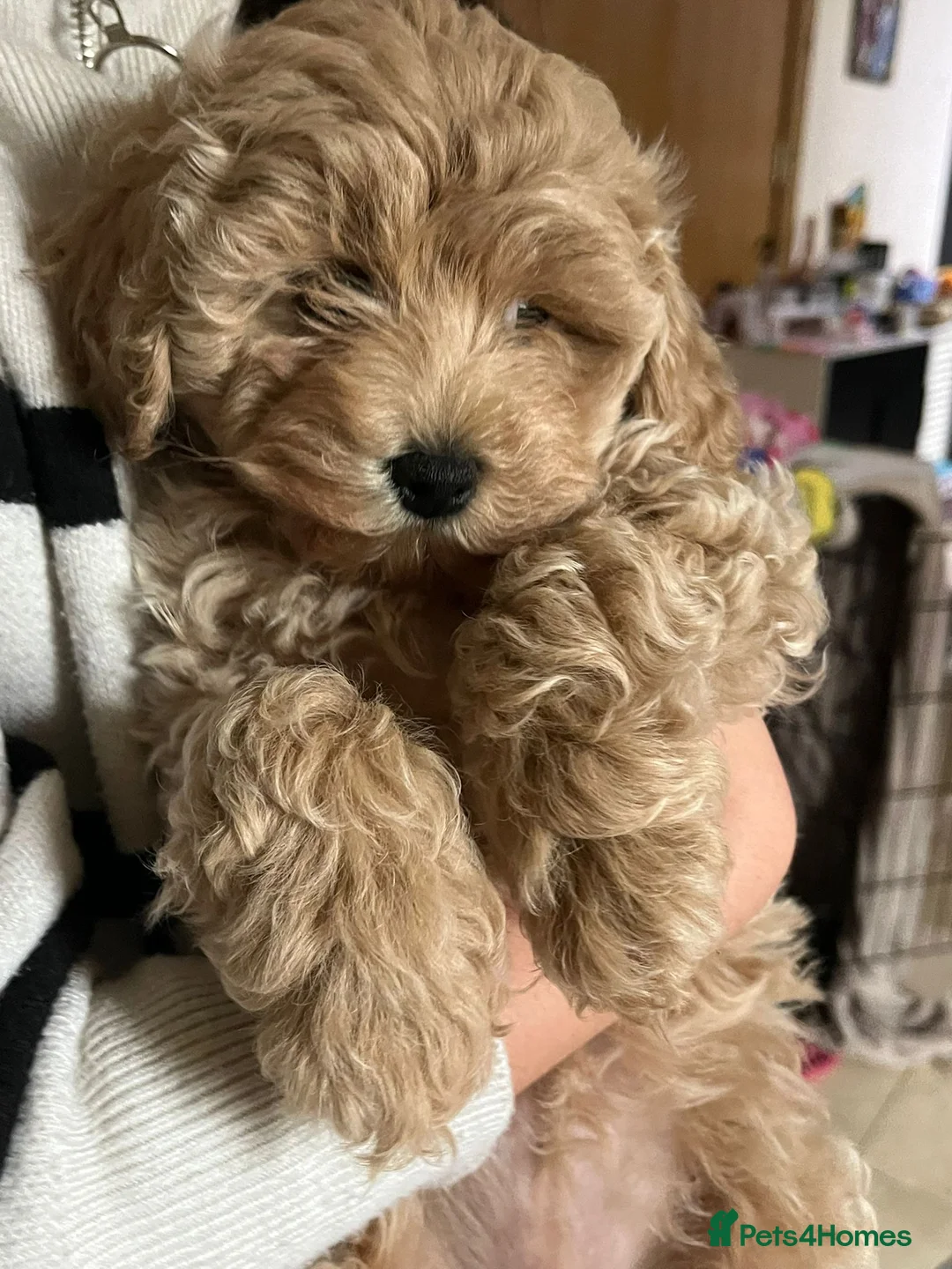 Maltipoo dogs for sale: Maltipoo in London - Advert 1