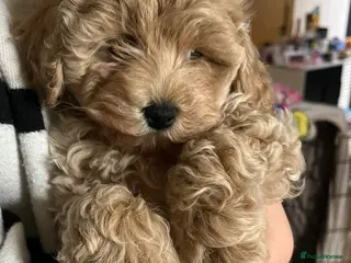 Maltipoo dogs Maltipoo - Advert 1