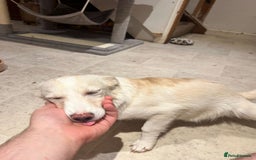 Mixed Breed dogs for adoption: Charlotte  - Image 2
