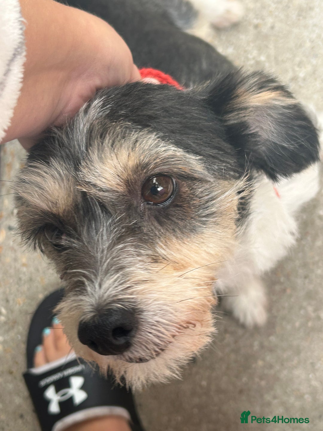 Jack Russell dogs for sale: I have 2 beautiful jack Russell puppy’s  - Image 5