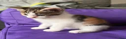 Mixed Breed cats for sale: Beautiful Calico Female Kitten - Last Available in Basingstoke - Advert 10