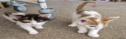 Mixed Breed cats for sale: Kittens looking for new home. - Advert 2