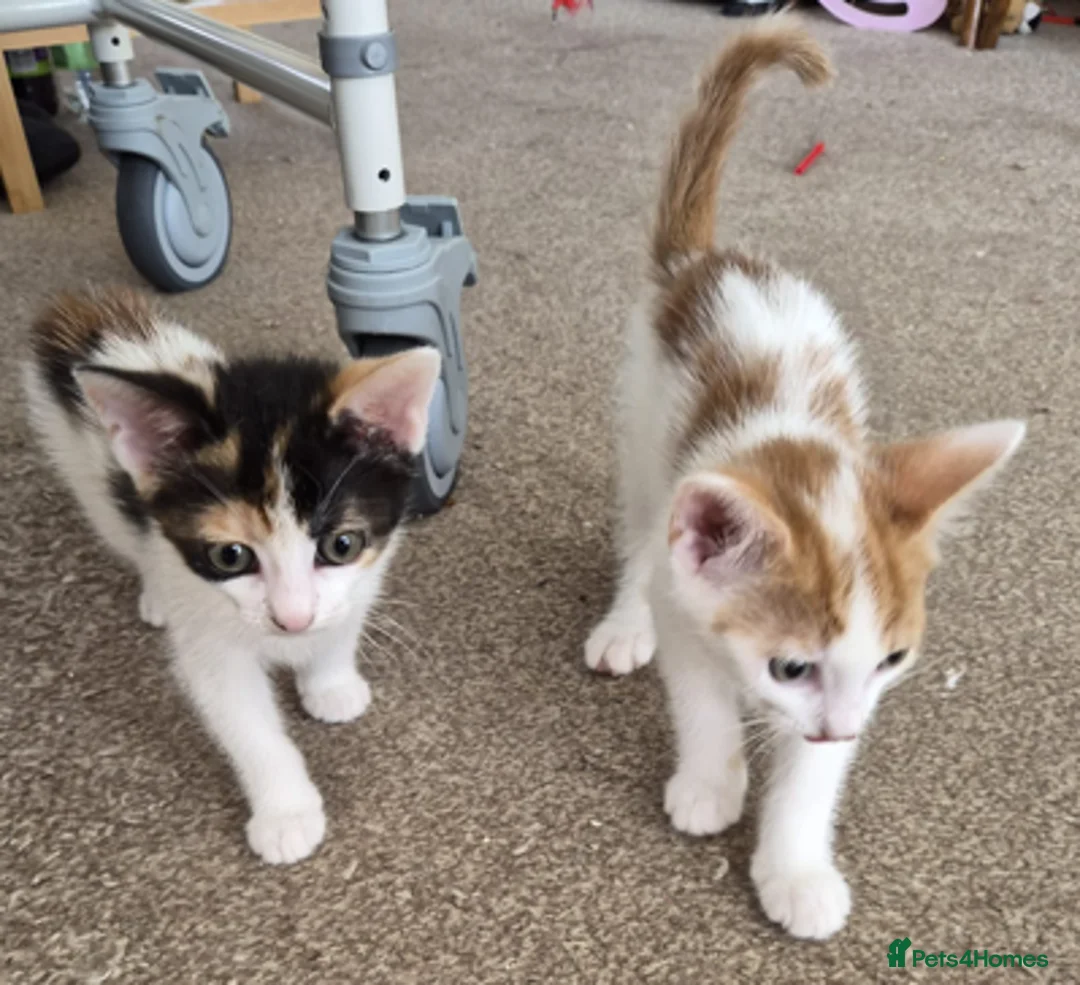 Mixed Breed cats for sale: Kittens looking for new home. - Advert 2