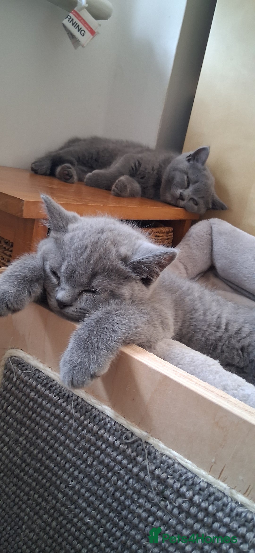 British Shorthair cats for sale: Beautiful British shorthair litter - Image 4
