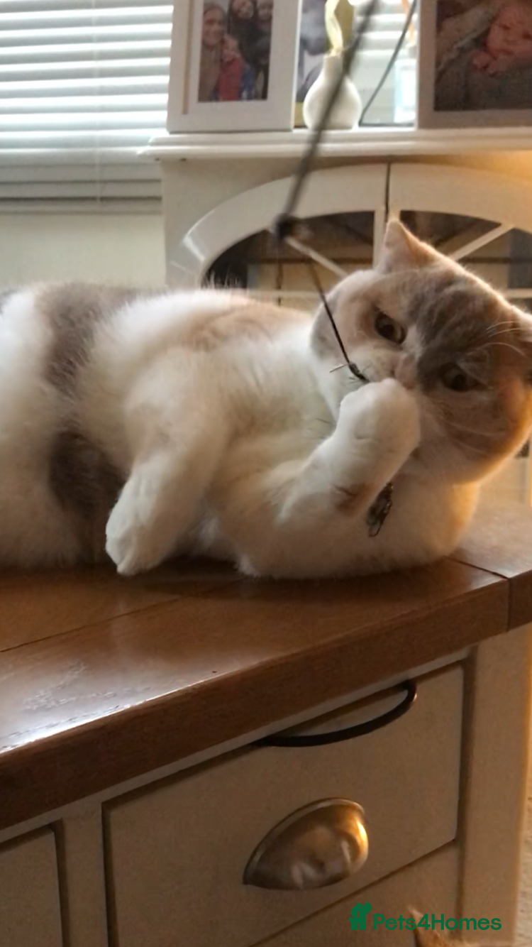 British Shorthair cats Grand Champion British Shorthair mother and son  - Advert 1