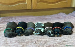 Cocker Spaniel dogs for sale: Fully Health tested show line cocker puppies  - Image 7