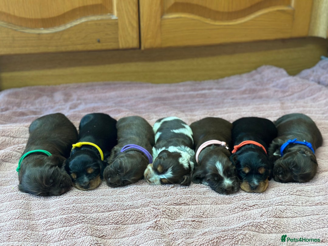 Cocker Spaniel dogs for sale: Fully Health tested show line cocker puppies  - Image 7