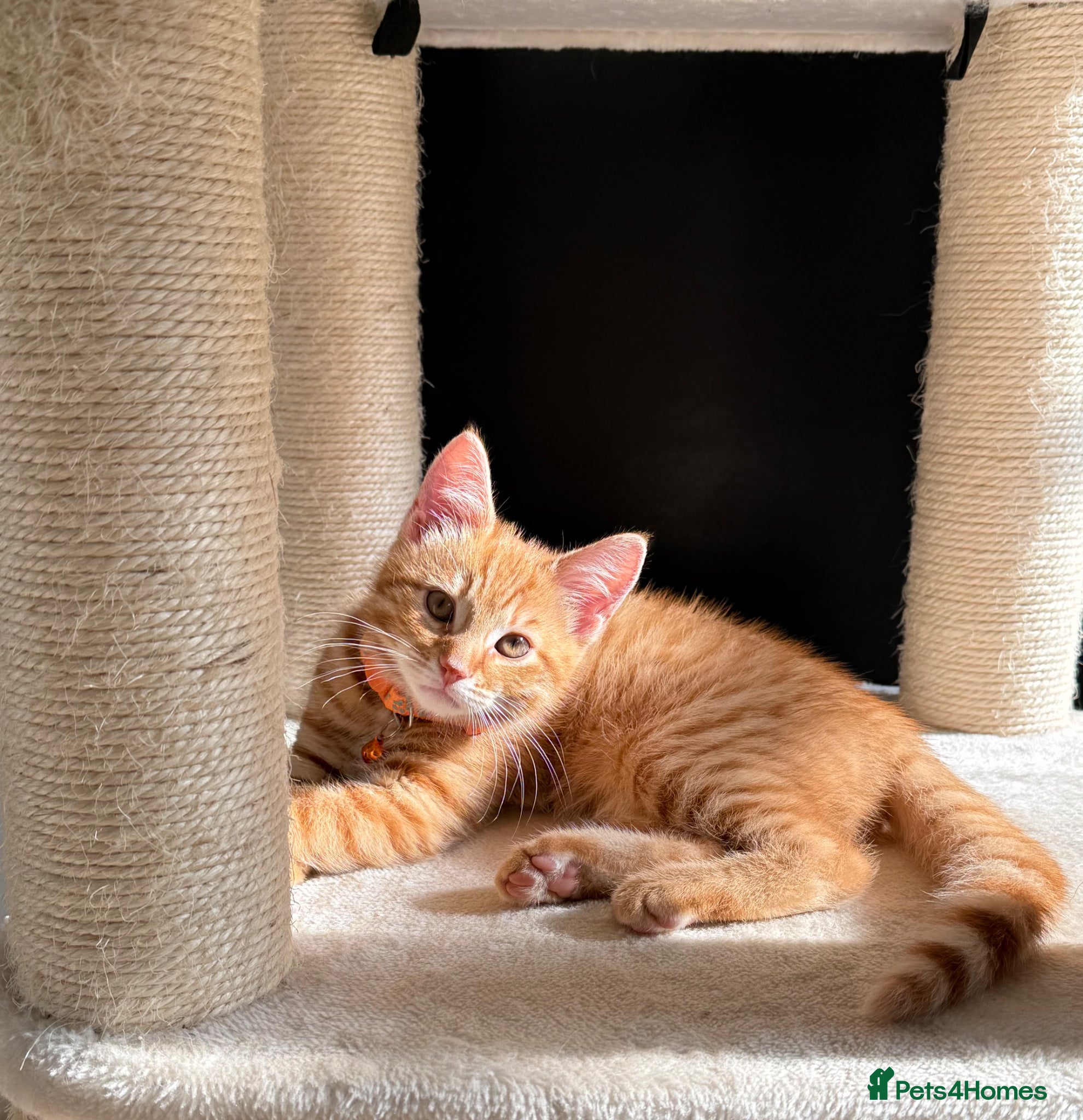 Mixed Breed cats for sale: ** ginger male **  - Advert 5