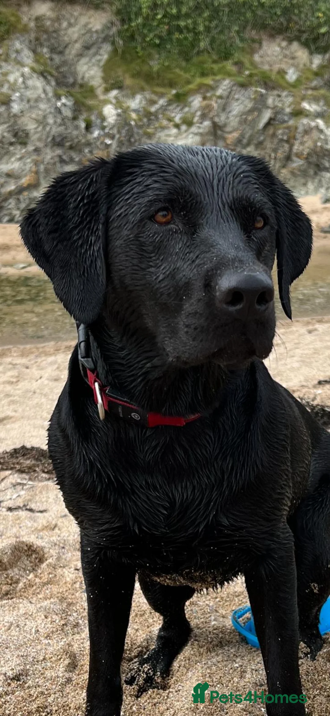 Labrador Retriever dogs for sale: Kennel Club Registered Labrador Retriever Puppies  in Southam - Advert 2