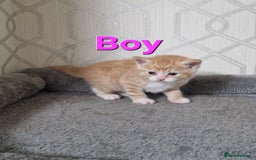 British Shorthair cats for sale: Gorgeous British Shorthair Kittens for SALE - Image 13