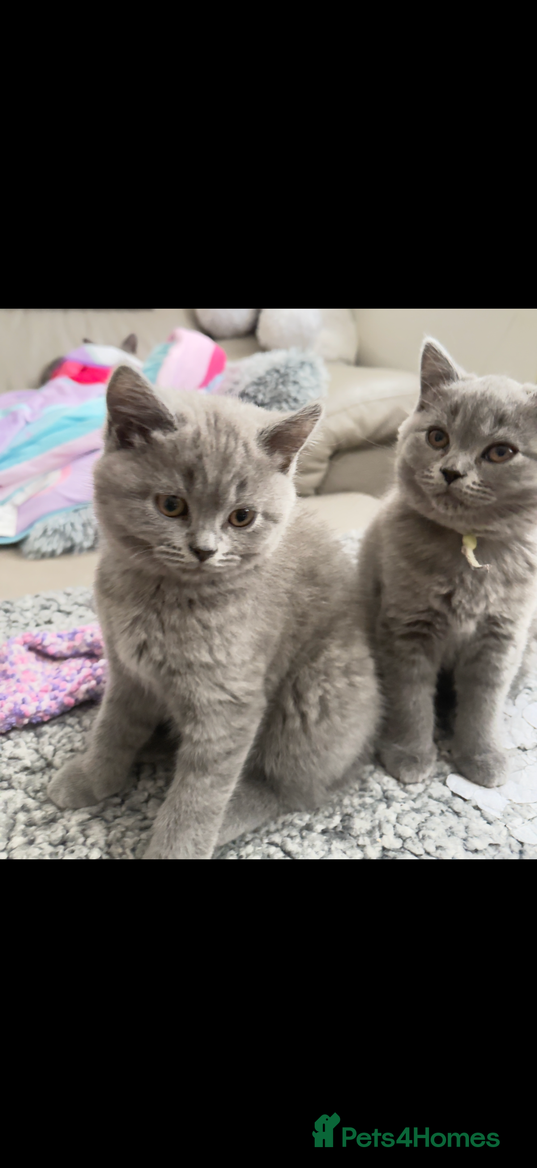 British Shorthair cats for sale: British shorthair  - Advert 2