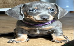 Dachshund dogs for sale: Ready to leave, 2 beautiful little girl dachounds  - Image 1