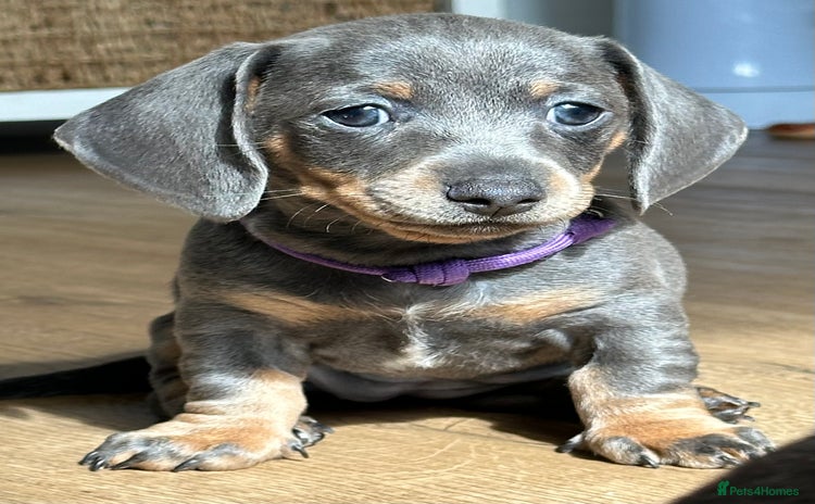 Dachshund dogs - Advert 15