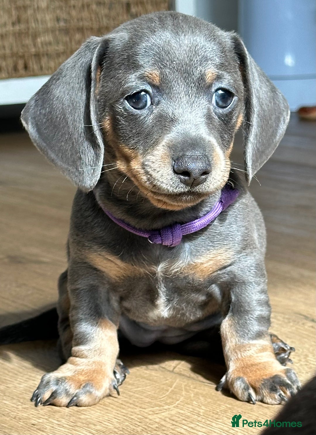 Dachshund dogs for sale: Ready to leave, 2 beautiful little girl dachounds  - Image 1