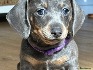 Dachshund dogs - Advert 33