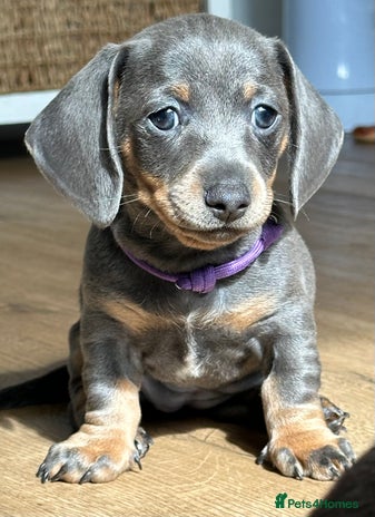 Dachshund dogs - Advert 16