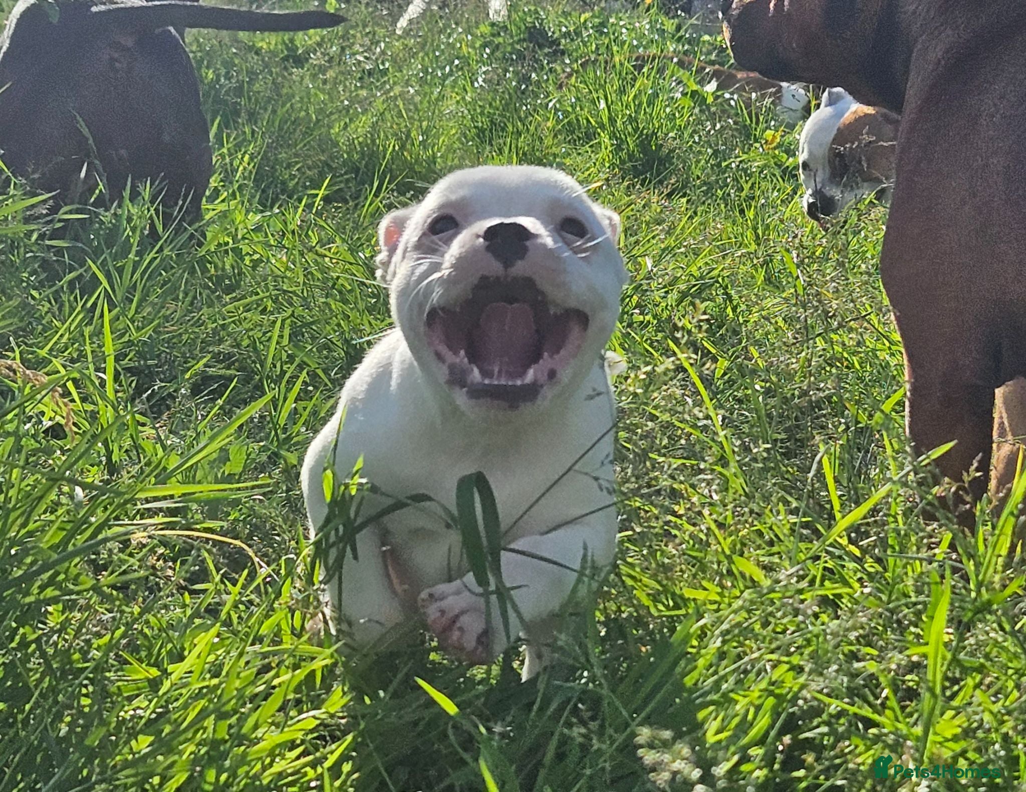 Staffordshire Bull Terrier dogs KC Registered solid white female - Advert 2