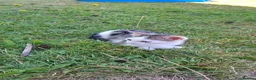 Mixed Breed cats for sale: Beautiful female kittens. Newquay, Cornwall in Newquay - Advert 8