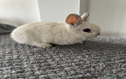 Netherland Dwarf rabbits for sale: Gorgeous Netherlands dwarf baby bunnies - Image 4