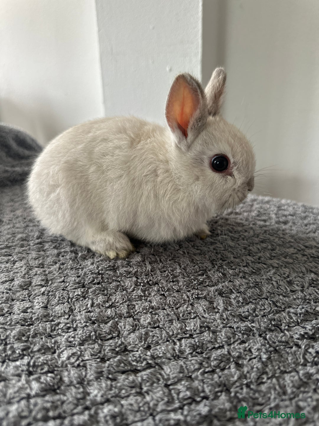Netherland Dwarf rabbits for sale: Gorgeous Netherlands dwarf baby bunnies - Image 4