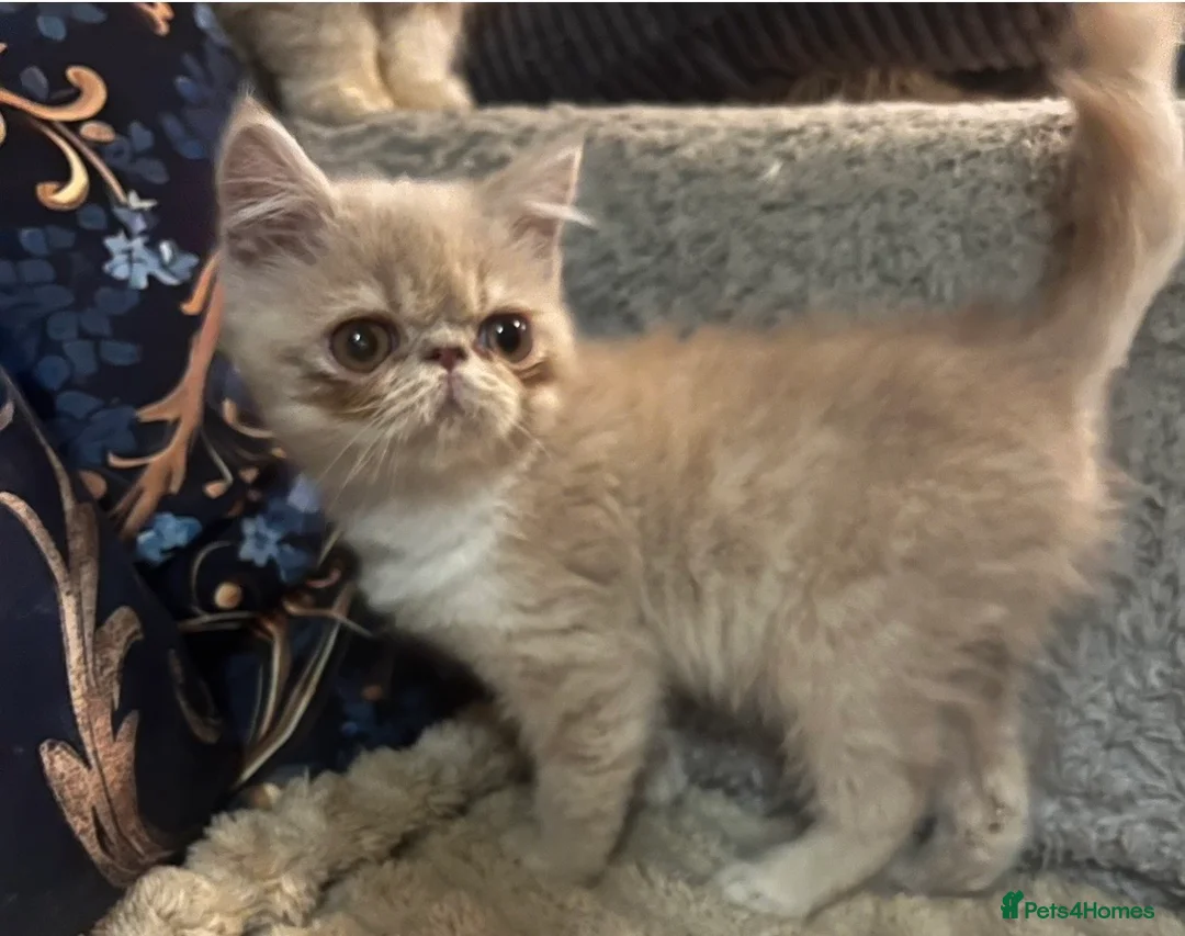 Exotic cats for sale: GORGEOUS CREAM/WHITE FEMALE KITTEN - Advert 2