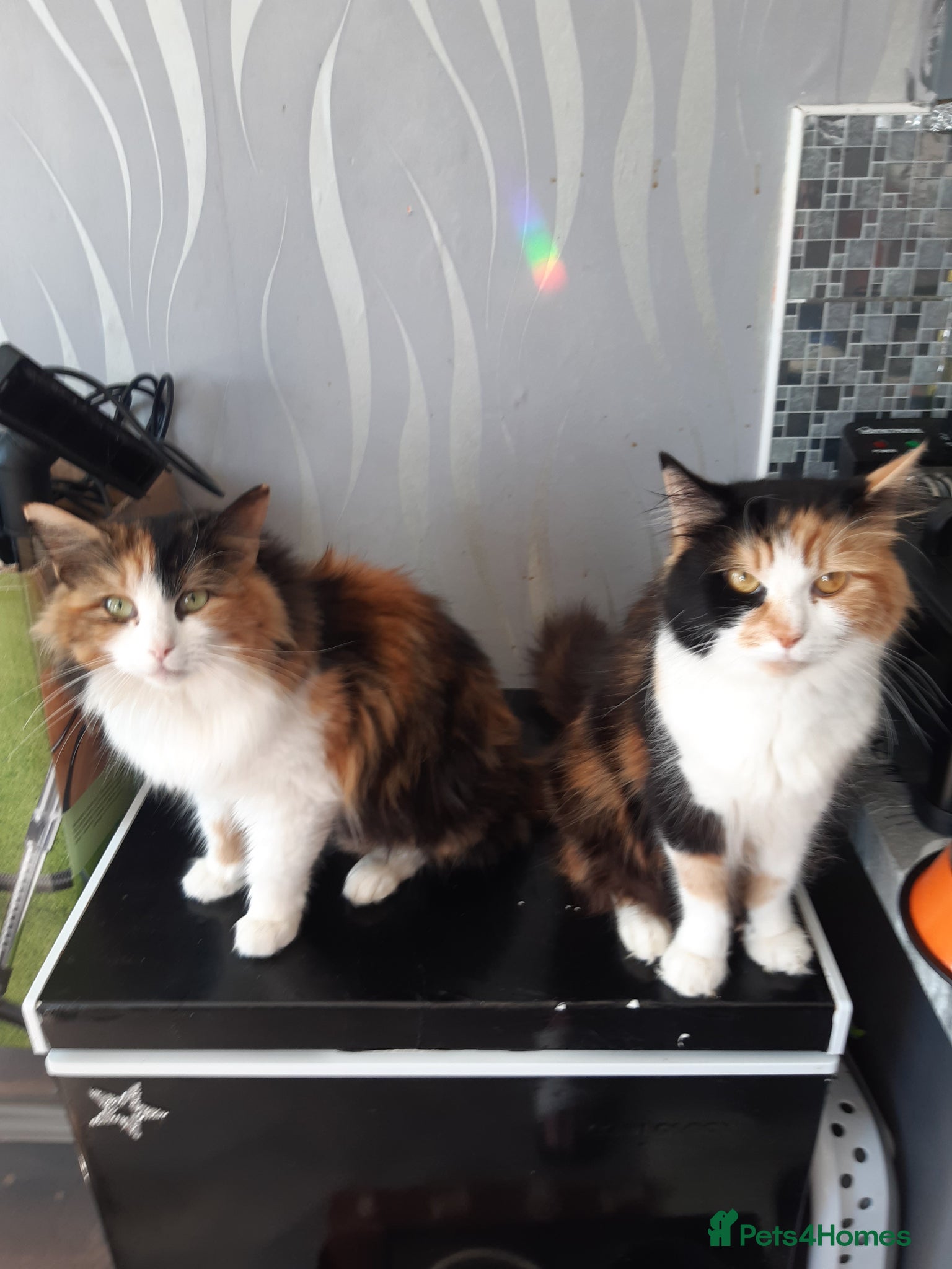 Mixed Breed cats 5 kittens available from a litter of 6 - Advert 3