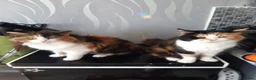 Mixed Breed cats for sale: 5 kittens available from a litter of 6 - Advert 1