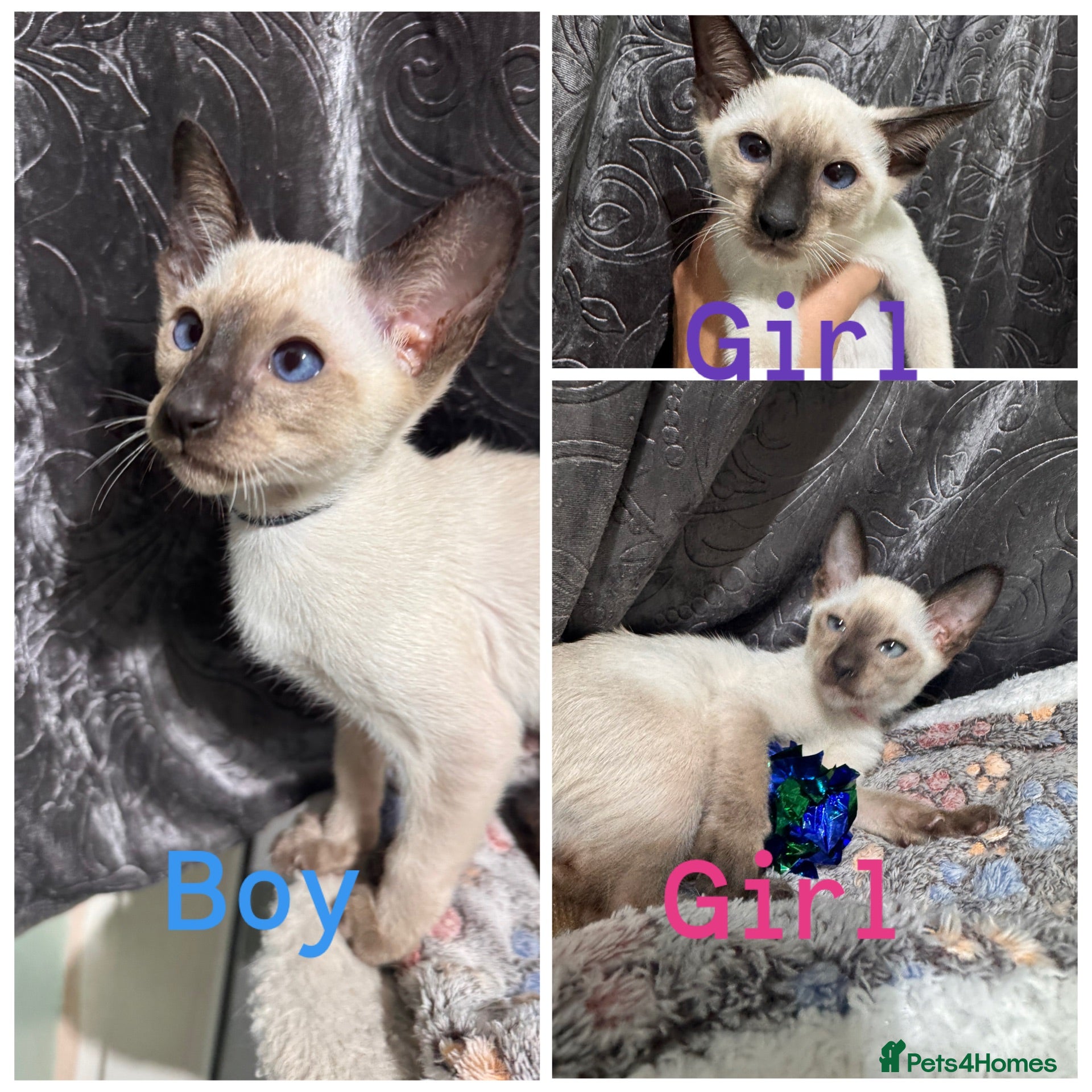 Siamese cats 4 affectionate Siamese kittens available  - Advert 1