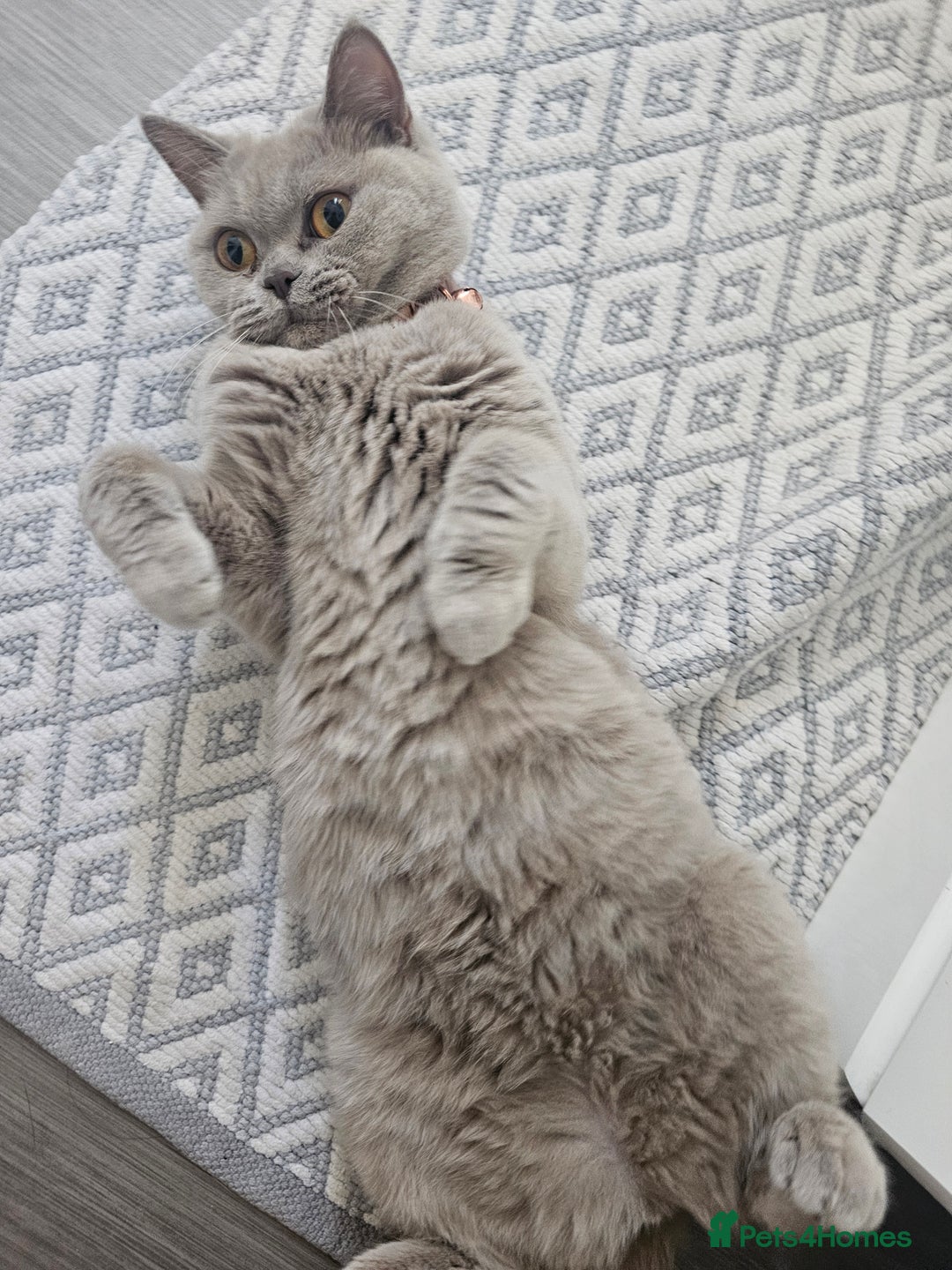 British Shorthair cats for sale: Lilac British Shorthair  - Image 2