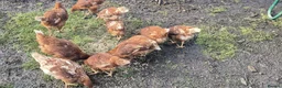 Chickens poultry for sale: Warren hens for sale  in Alton - Advert 3