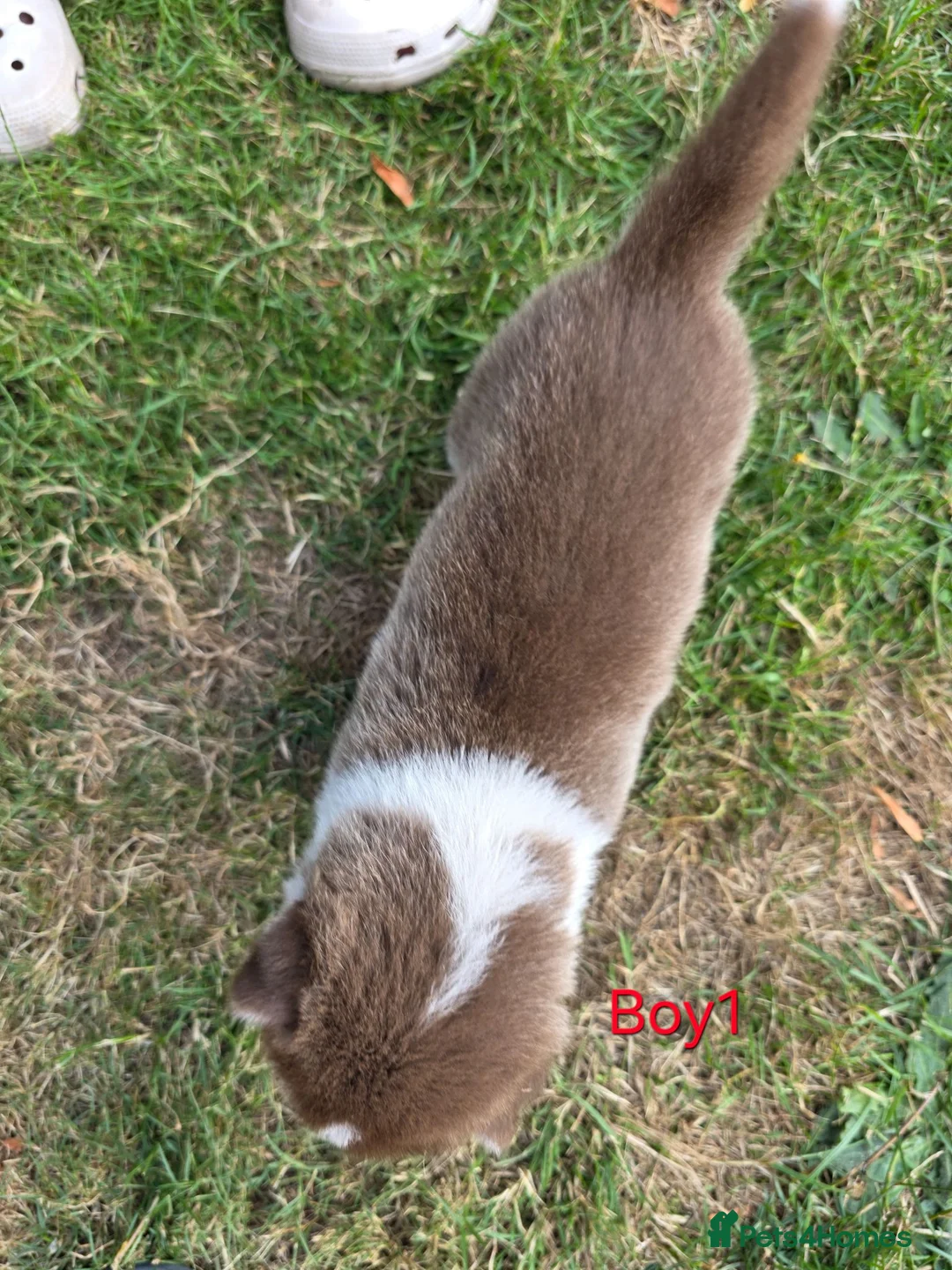 Siberian Husky dogs for sale: Siberian husky  - Advert 2