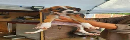 Lurcher dogs for sale: Lurcher in Newcastle - Advert 15