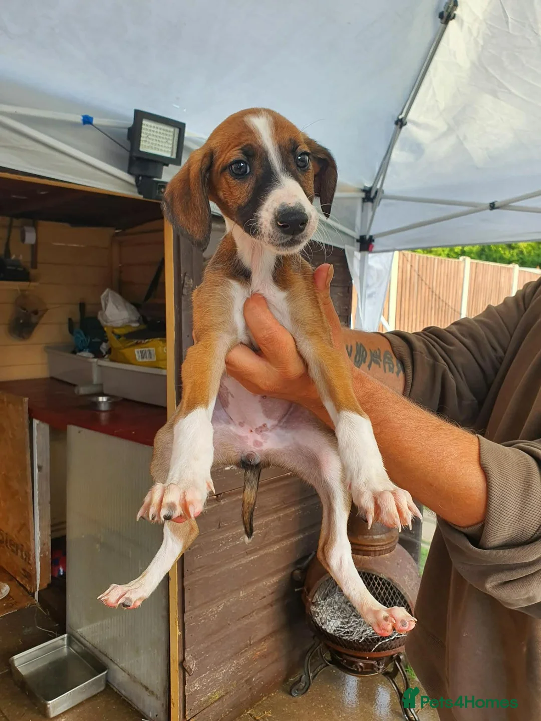 Lurcher dogs for sale: Lurcher in Newcastle - Advert 15