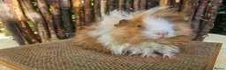 Guinea Pig rodents for sale: Gorgeous Minipli sow gold and white girl ready now - Advert 8