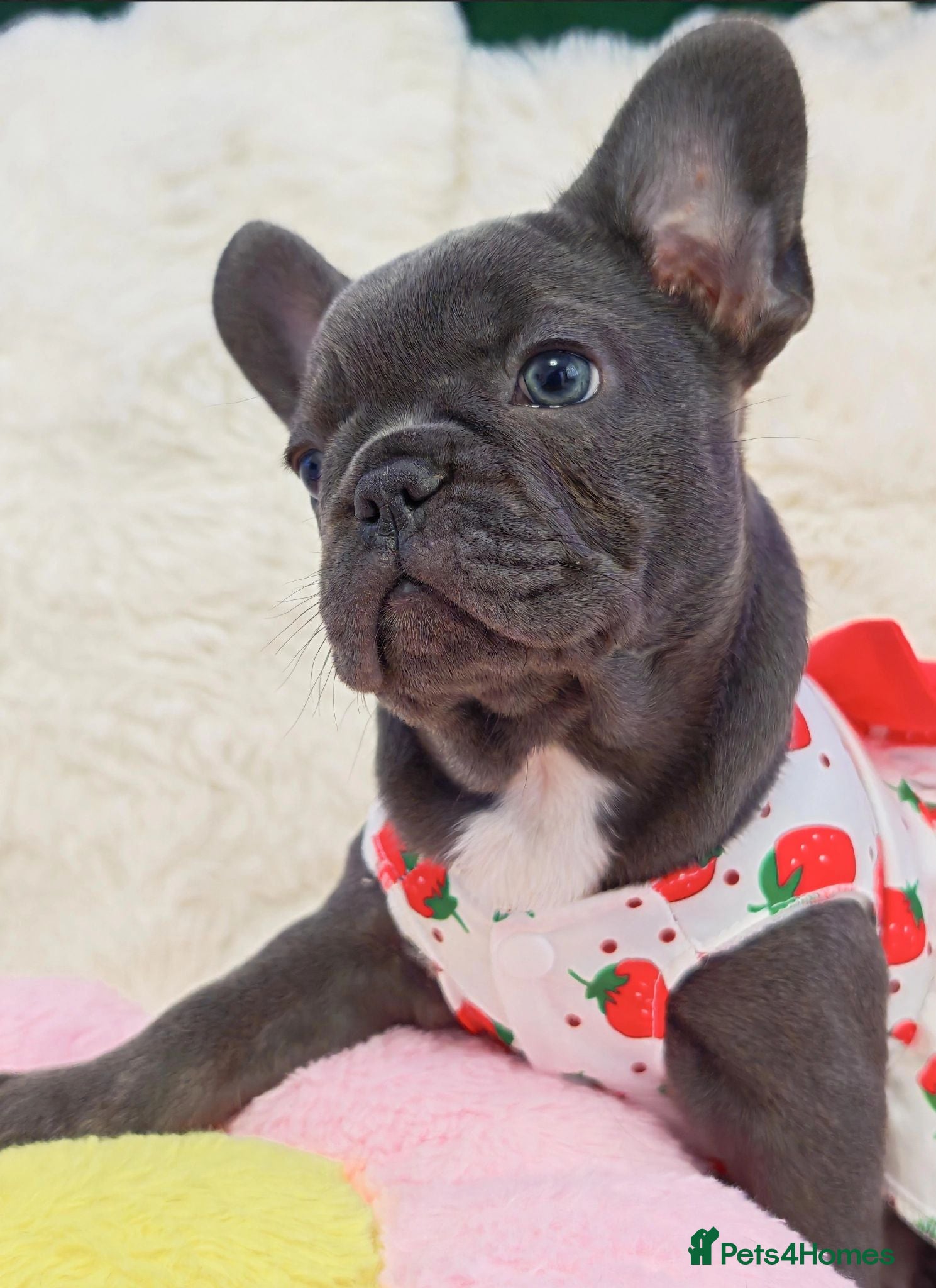 French Bulldog dogs Beautiful french bulldog  - Advert 20
