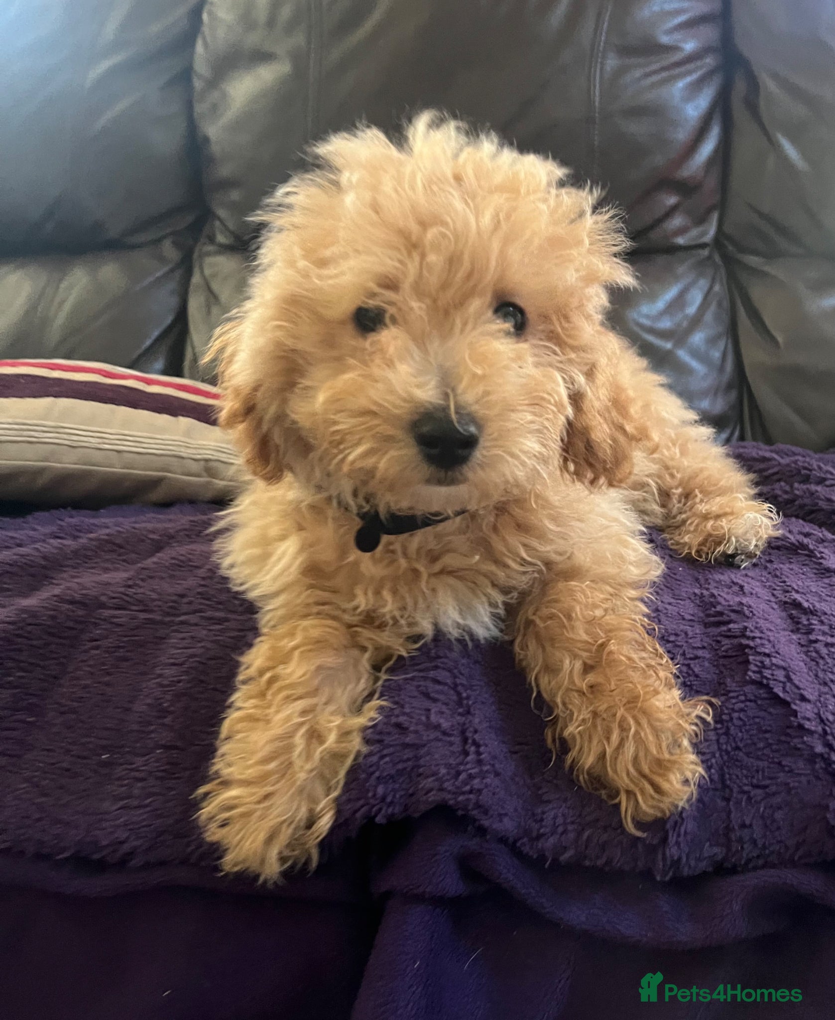 Poochon dogs Poochon puppies  - Advert 5