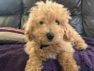 Poochon dogs Poochon puppies - Advert 5