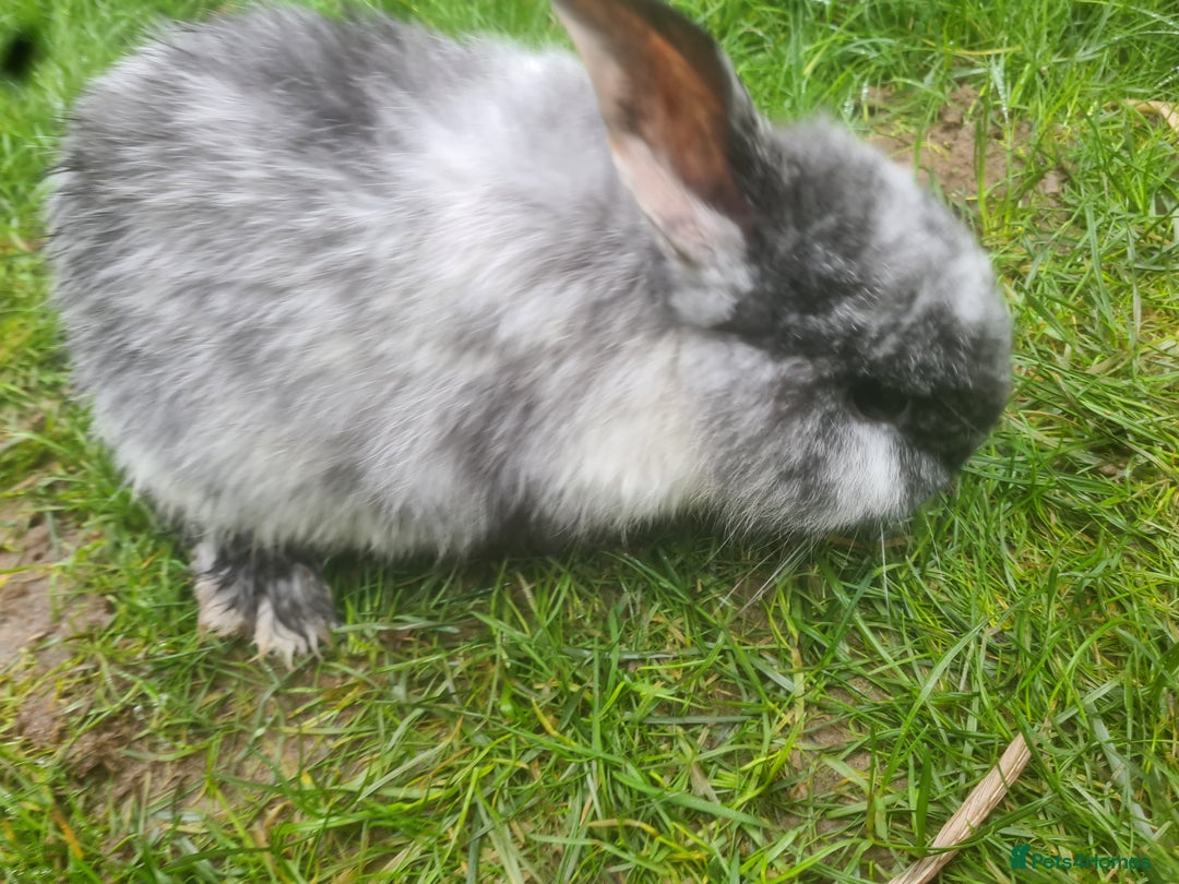 Mini Lop rabbits for sale: Rabbits - Advert 11