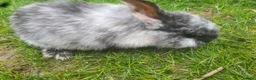 Mini Lop rabbits for sale: Rabbits - Advert 11