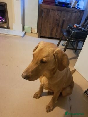 Labrador Retriever dogs Labrador retriever boy - Advert 16