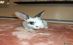 Rex rabbits for sale: Mixed litter of Mini Rex  - Image 30